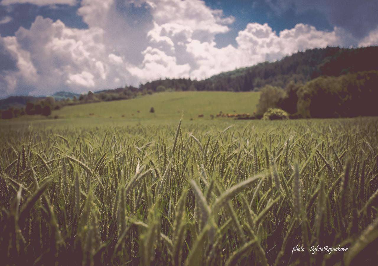 Ubytovanie Koliba Pacho - Zrub Zuzka Prievidza Exterior foto